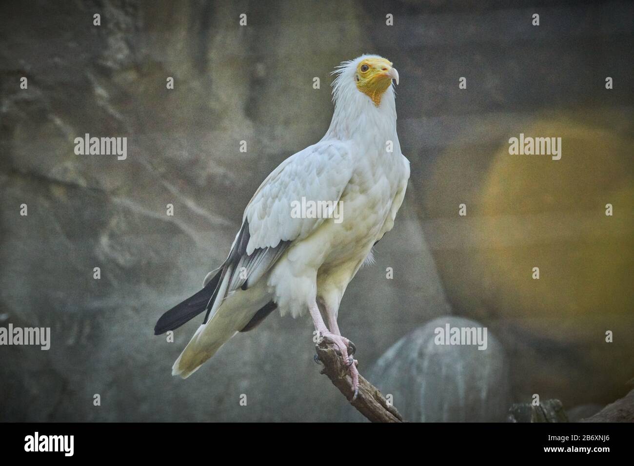 Der Schmutzgeier (Neophron Percnopterus) Stockfoto