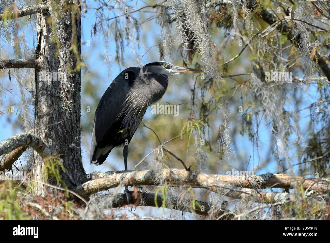 USA, Deep South, Louisiana, Great Blue Heron am See Martin Stockfoto