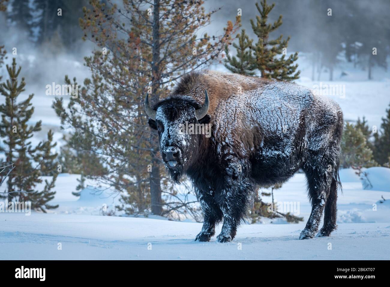 USA, Rocky Mountains, Wyoming, Yellowstone National Park, UNESCO, Welterbe, Bison im Winter Stockfoto