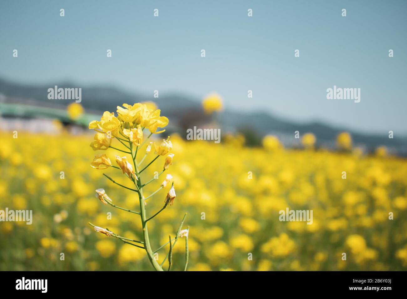 Nahaufnahme der gelben Rapsblume in einem Garten Stockfoto