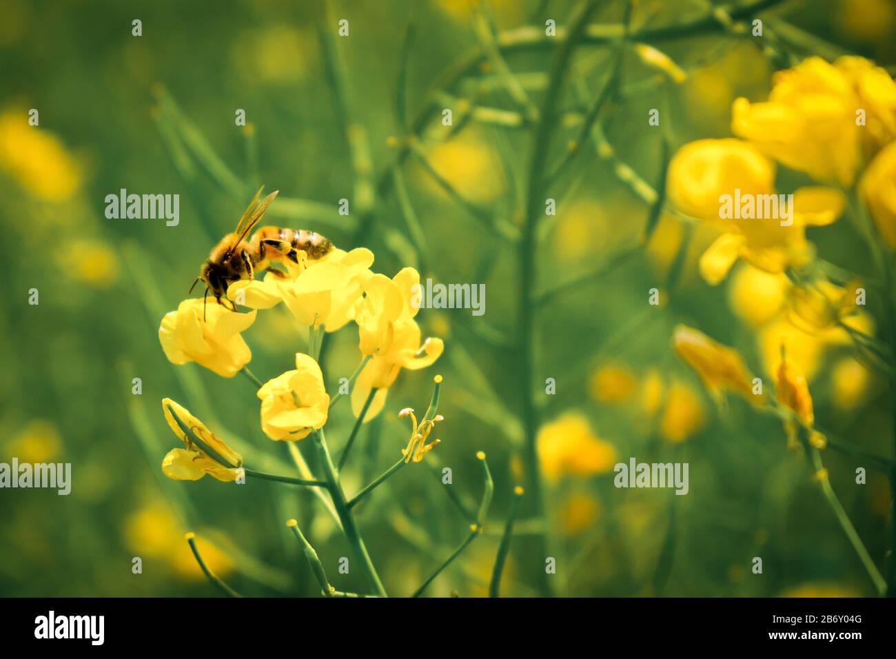 Biene, die Nektar an einer gelben Rapsblume isst Stockfoto