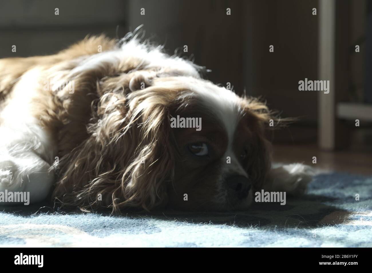 Hund auf dem Teppich Stockfoto