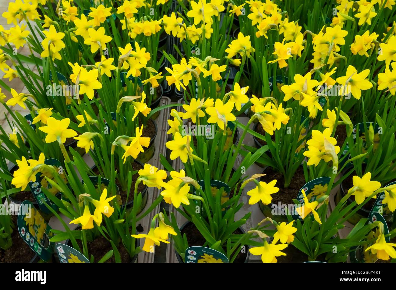 Anzeige von British Grown Dwarf Narcissus Tete a Tete zum Verkauf als Bettzeug für die Anpflanzung im Frühjahr 2020 Stockfoto