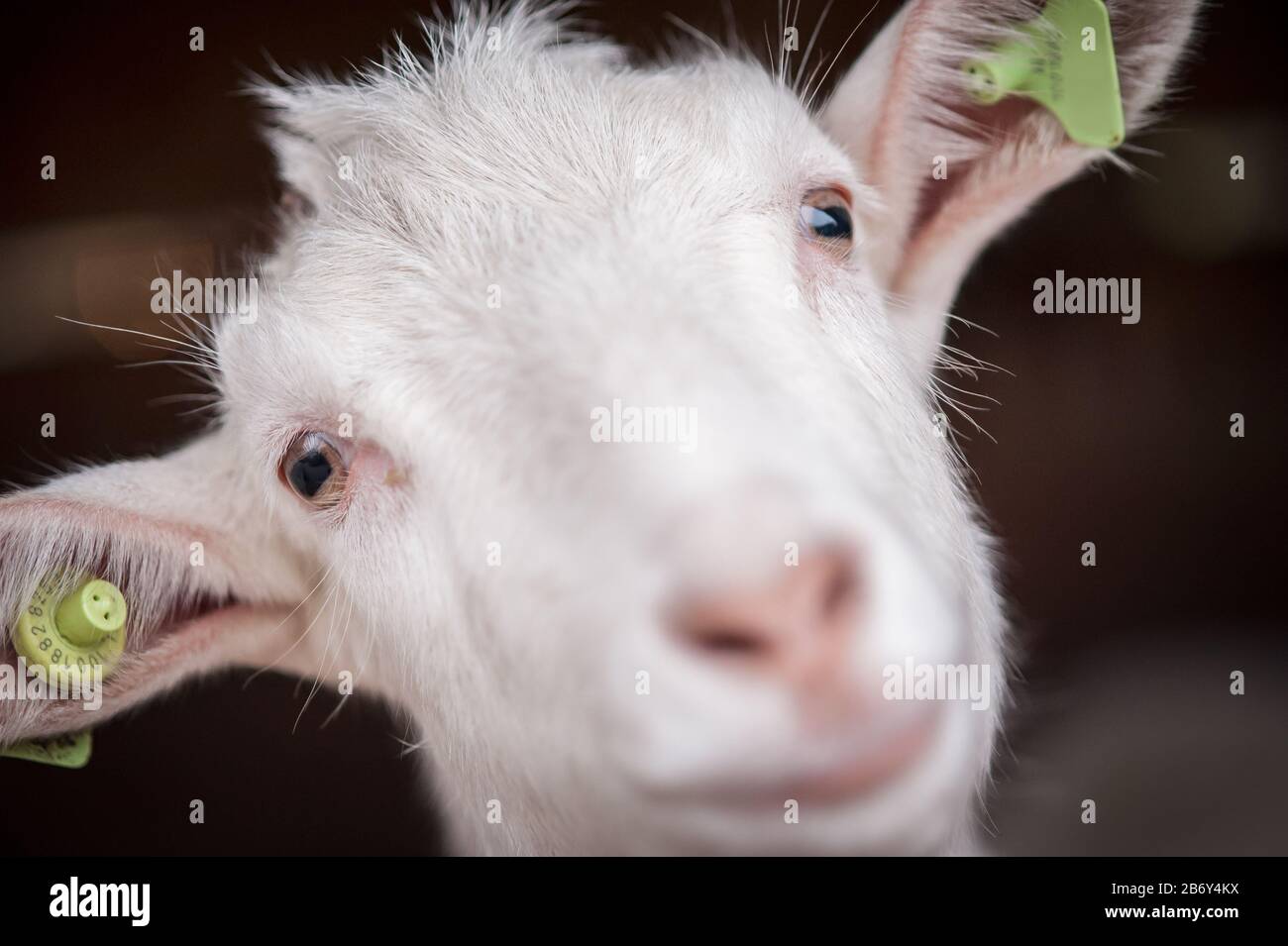 Schöne weiße Ziege ohne Hörner steht in einer Scheune. Schöne gepflegte Tiere Stockfoto