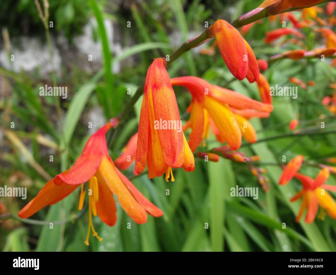 Montbretia Crocosmia blüht Stockfoto