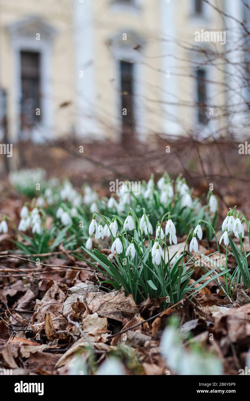 Schöne Schneefälle machen sich auf den Weg durch tote Baumblätter in einem Herrenhauspark Stockfoto
