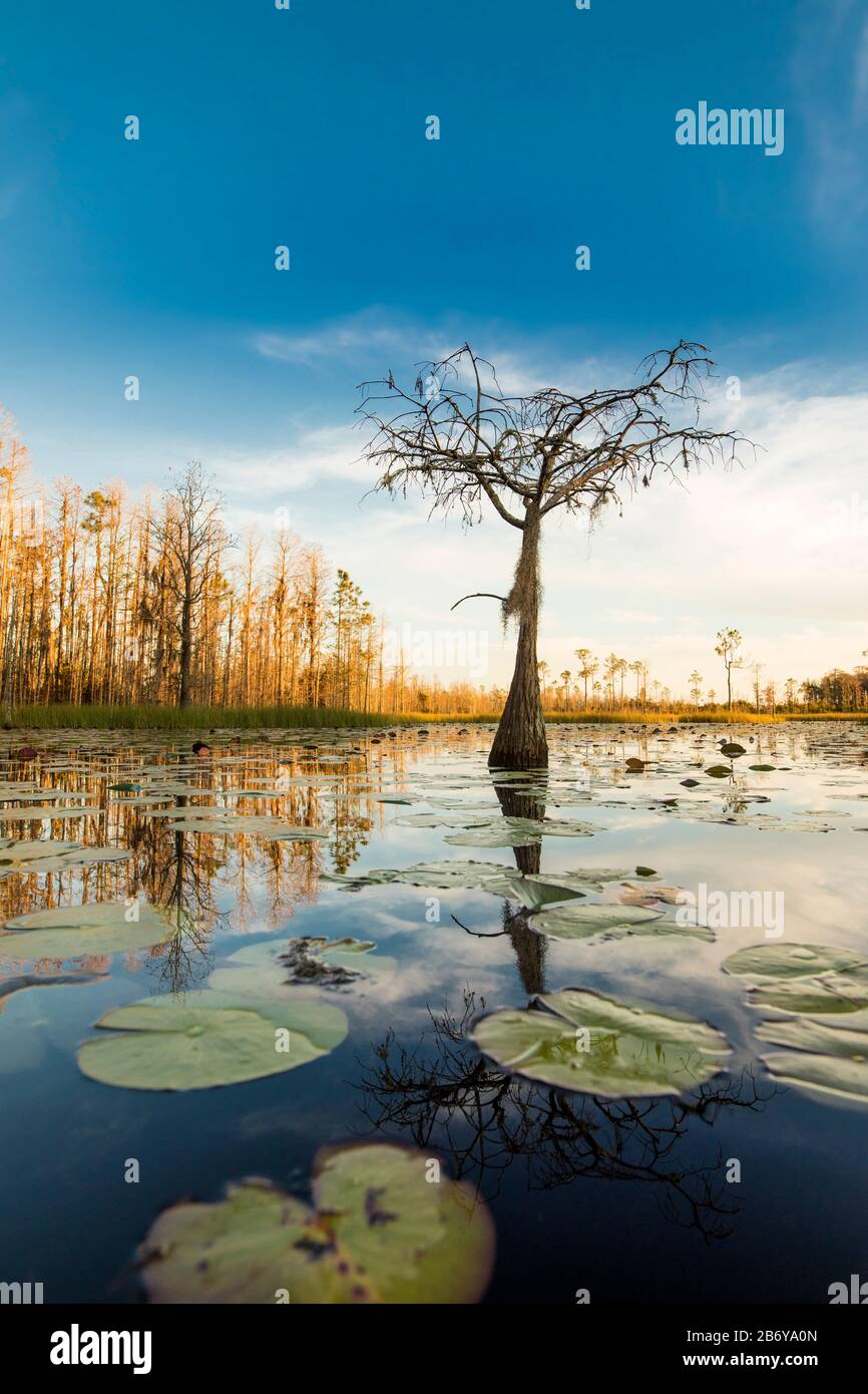 Ein einsamer Zypressbaum steht in einem Teich mit Lilienbolzen, Nymphaeaceae sp. Bei Sonnenuntergang im Okefenokee-Sumpf von Georgia, USA. Stockfoto