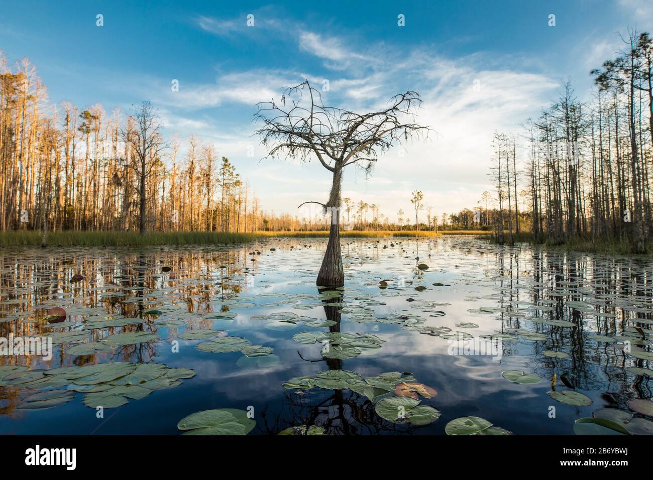 Ein einsamer Zypressbaum steht bei Sonnenuntergang in einem Lilypaden im Okefenokee-Sumpf. Stockfoto