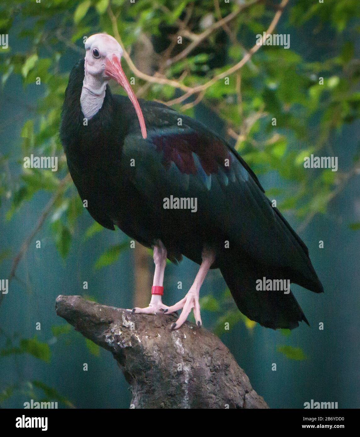 Ibis Calgary Zoo Alberta Stockfoto