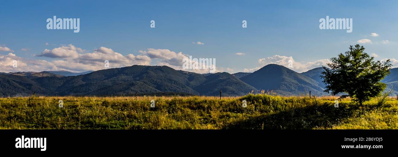 Sonne, die einen Schatten eines Sohlenbaums mit von Wald bedeckten Hügeln und verpufften Wolken im Hintergrund wirft Stockfoto