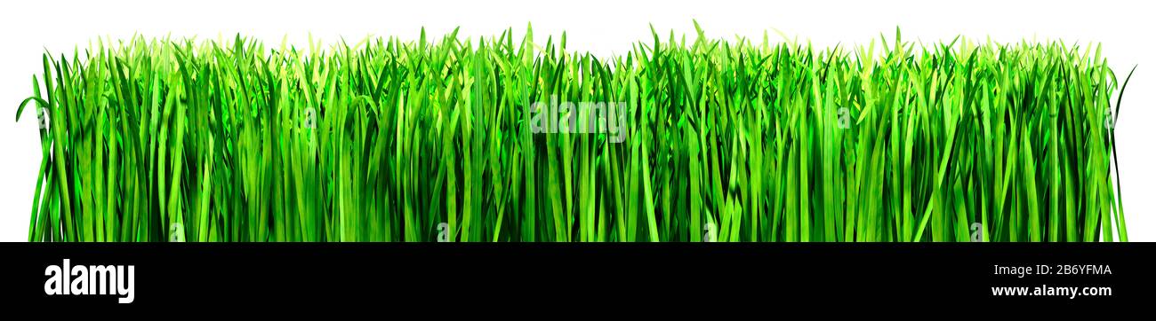 Gras wächst wieder einen weißen Hintergrund. Rahmen, Platz für Text. Stockfoto