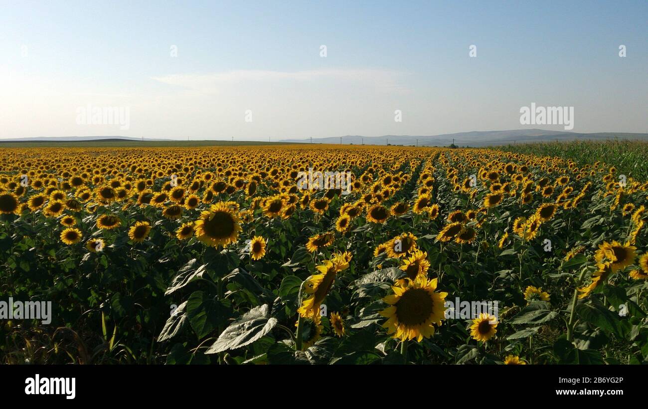 Sonnenblumenfeld im Morgengrauen im ländlichen Rumänien Stockfoto