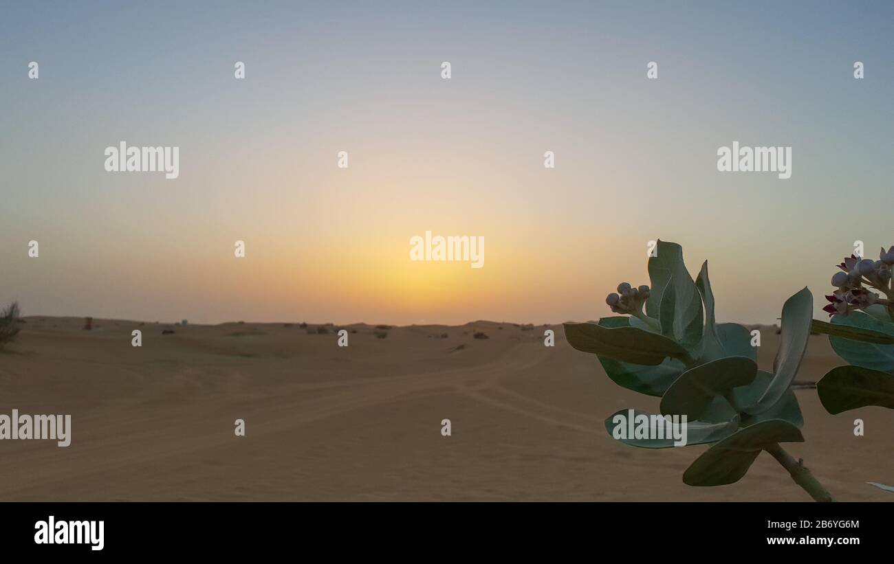 Sonnenuntergang in der Wüste im heißen Emirat von Dubai Stockfoto