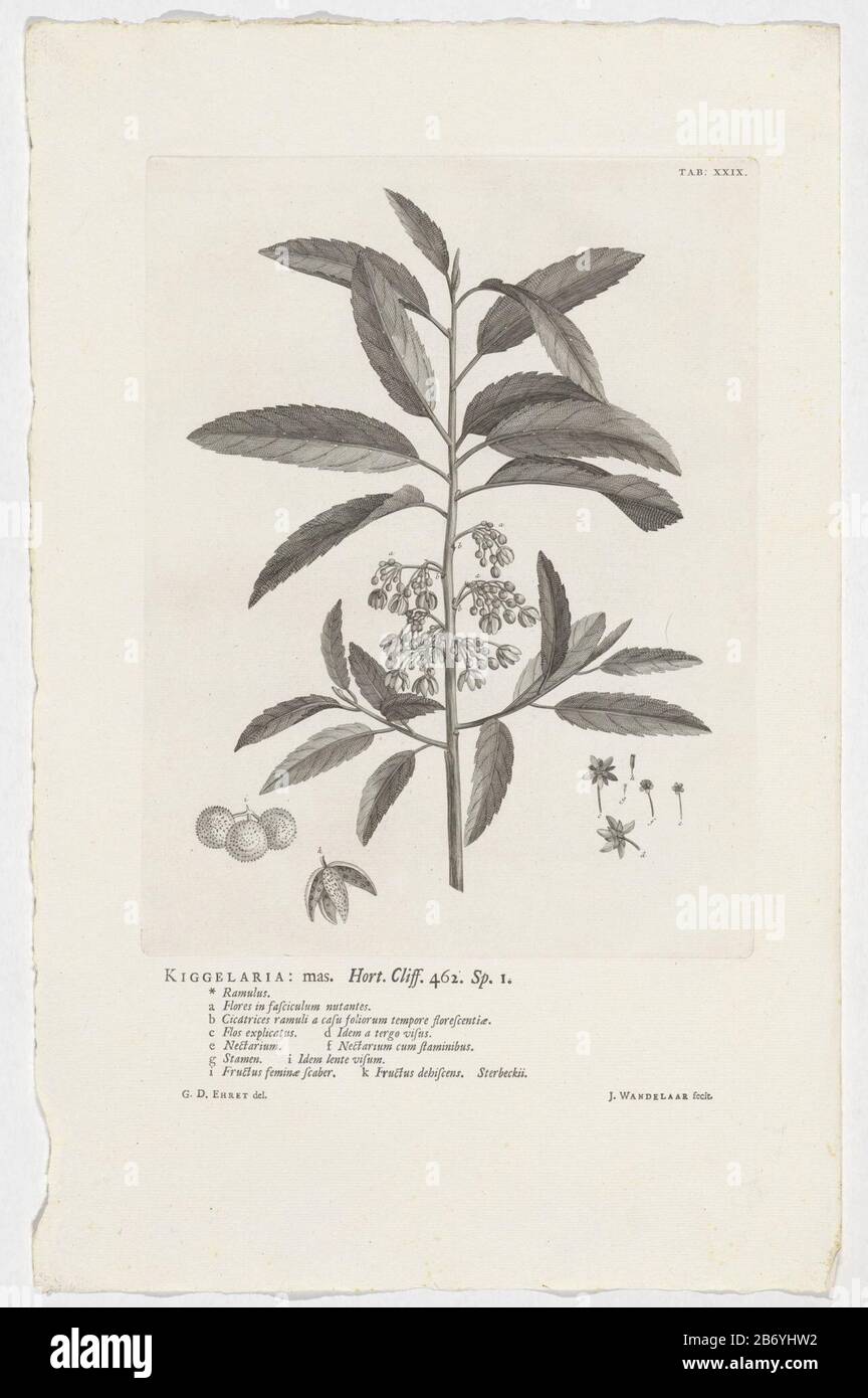 Kiggelaria africana Kiggelaria mas Hort Cliff 462 sp 1 (titel op object) Top Right bemerkt: Tab: XXIX. Hersteller : Druckmaschine: Jan Walker (auf dem Objekt angegeben) zur Zeichnung von: Georg Dionys Ehret ( auf dem Objekt angegeben) Ort Herstellung: Warmond Datum: 1738 Physikalische Eigenschaften: Ätzung und Briefpressdruck Druckmaterial: Papiertechnik: Ätzung / Briefpressdruck Format: Plattenkante: H 289 mm × W 222 mmToelichtingPrent wird als Illustration verwendet in: Linnaeus, Carolus. Hortus Cliffortianus zeigt Plantas quas in Hortis Tame Vivis quam siccis, Hartecampi in Hollandia, Coluit (...) Georgiu Stockfoto