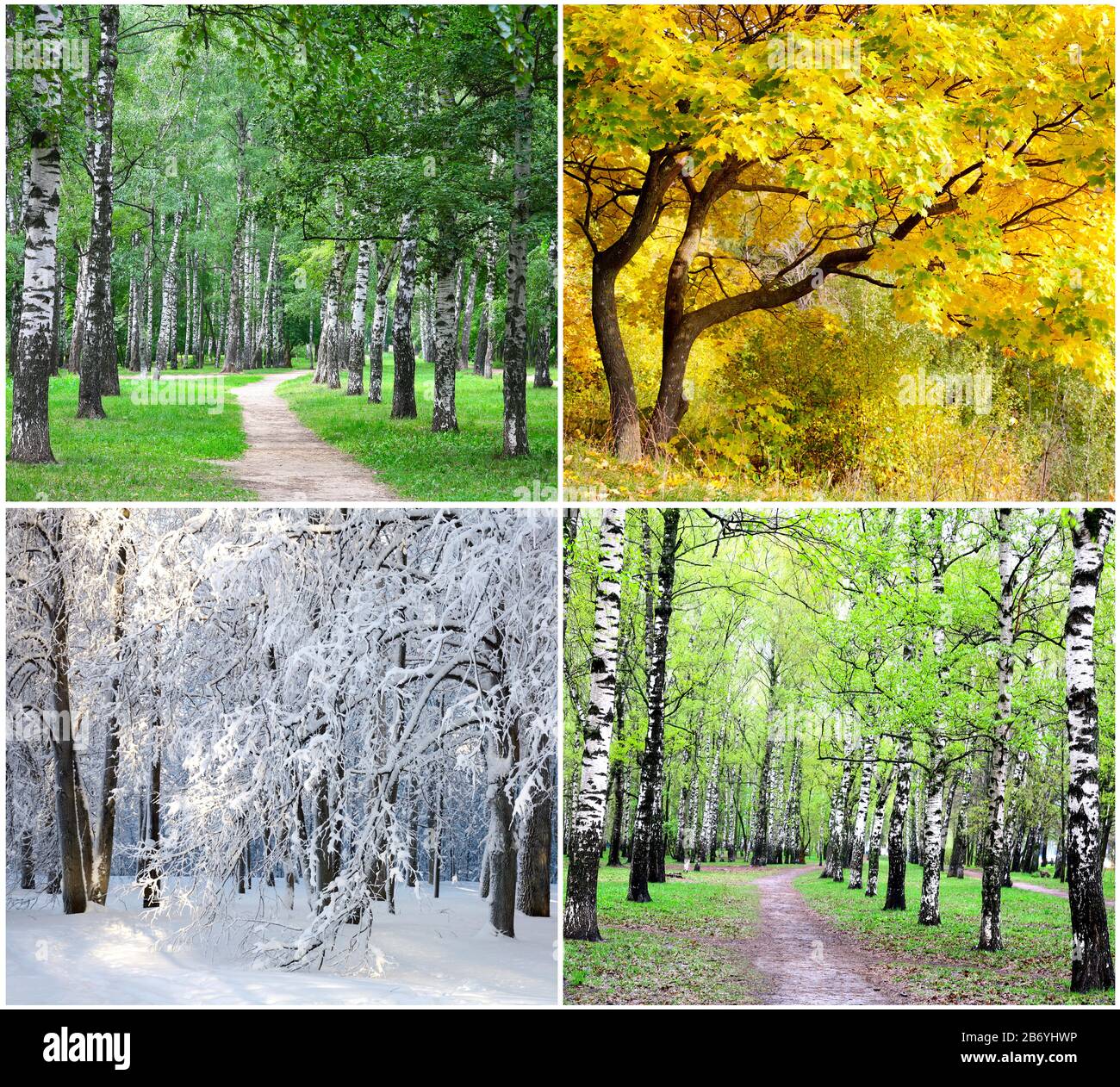 Vier Jahreszeiten Collage - Sommer, Herbst, Winter, Frühjahr Stockfoto