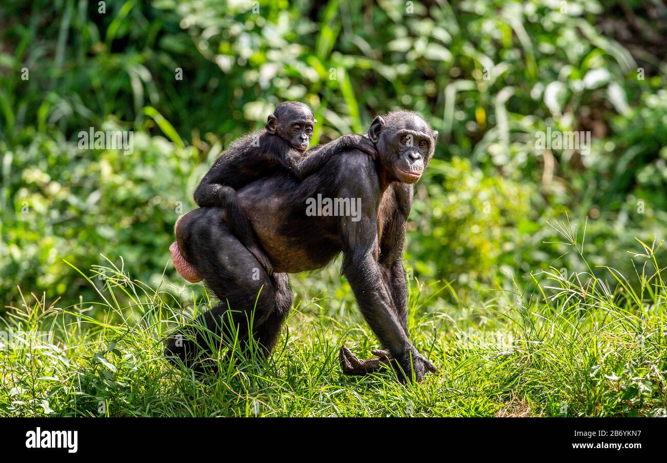 Bonobo Cub auf dem Rücken der Mutter. Grüner natürlicher Hintergrund. Der Bonobo, genannt der Pygmäen-Schimpanse. Wissenschaftlicher Name: Paniskus. Kongo. Afrika Stockfoto