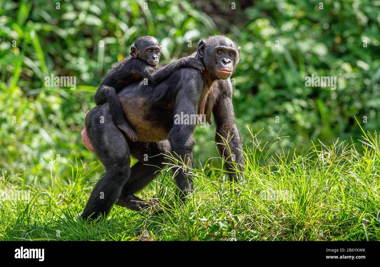 Bonobo Cub auf dem Rücken der Mutter. Grüner natürlicher Hintergrund. Der Bonobo, genannt der Pygmäen-Schimpanse. Wissenschaftlicher Name: Paniskus. Kongo. Afrika Stockfoto