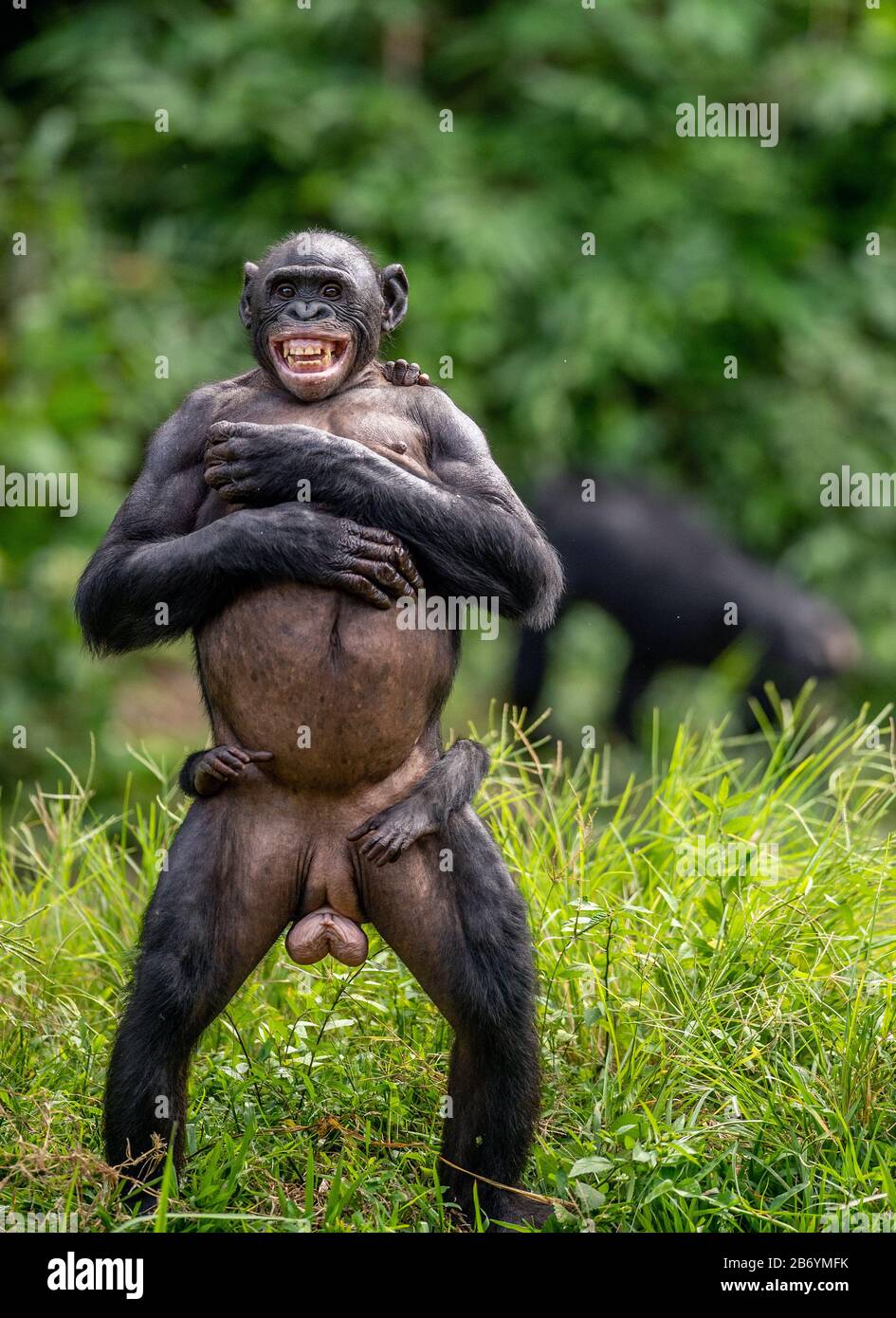Die Bonobo-Mutter mit Quader auf тhe Rücken, die auf ihren Beinen steht. Bonobo, wissenschaftlicher Name: Paniskus. Demokratische Republik Kongo. Afrika Stockfoto