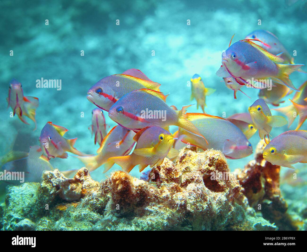 Bunte Gruppe von Anthias fischt in der Sonne auf dem Dach eines Korallenriffs in Moaboal, Philippinen Stockfoto