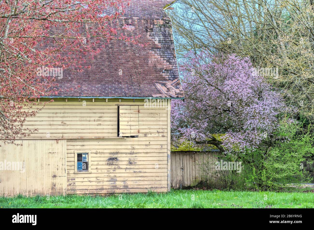 Frühlingsfarben fichten sich einen alten Scheunenhof auf. Stockfoto