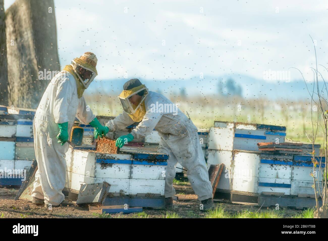 Amity, Oregon, USA - 12. März 2015: Durch ein Autofenster von Bienenhaltern bei der Arbeit geschossen. Stockfoto