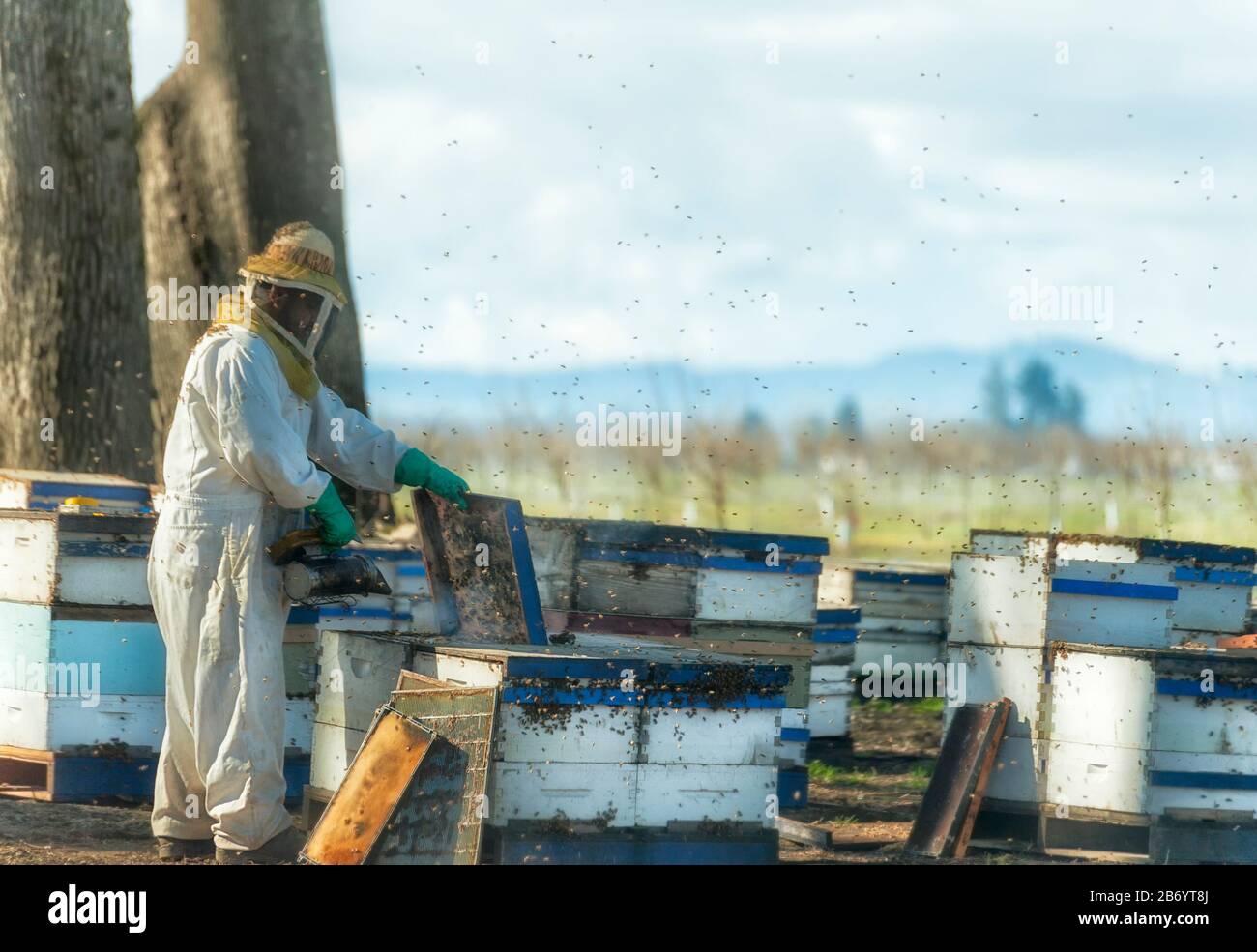 Amity, Oregon, USA - 12. März 2015: Durch ein Autofenster von Bienenhaltern bei der Arbeit geschossen. Stockfoto