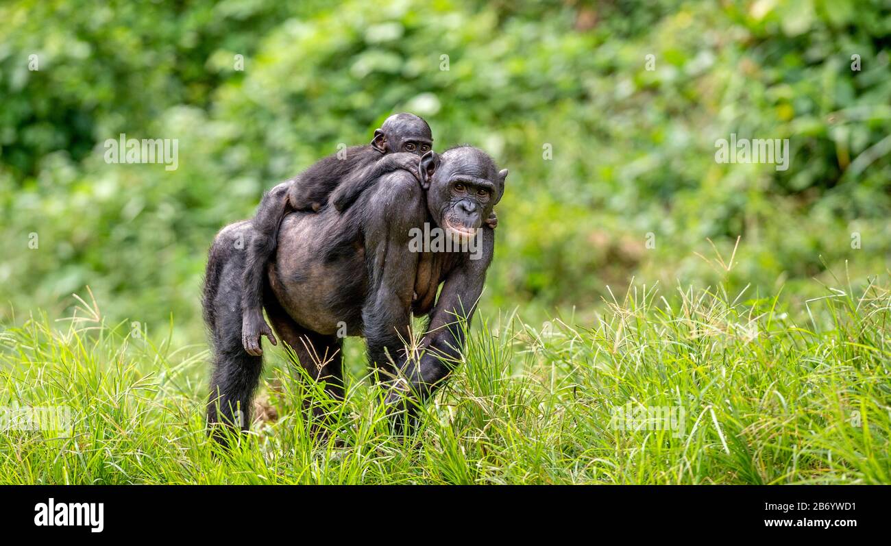 Bonobo Cub auf dem Rücken der Mutter. Grüner natürlicher Hintergrund. Der Bonobo, genannt der Pygmäen-Schimpanse. Wissenschaftlicher Name: Paniskus. Kongo. Afrika Stockfoto