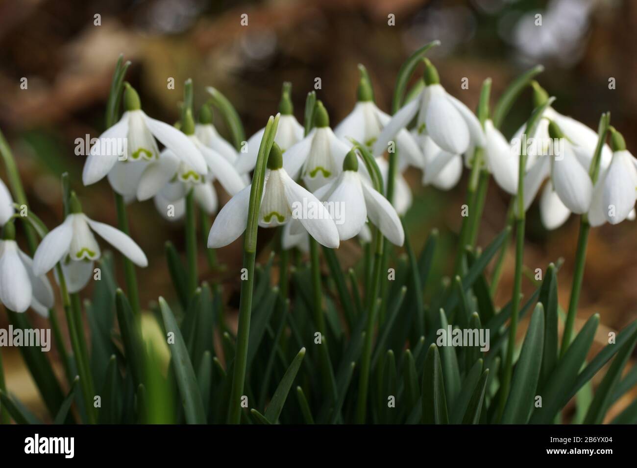 Galanthus nivalis, Schneefälle, häufiger Schneefall. Die ersten zarten Frühlingsblüten im Freien. Stockfoto