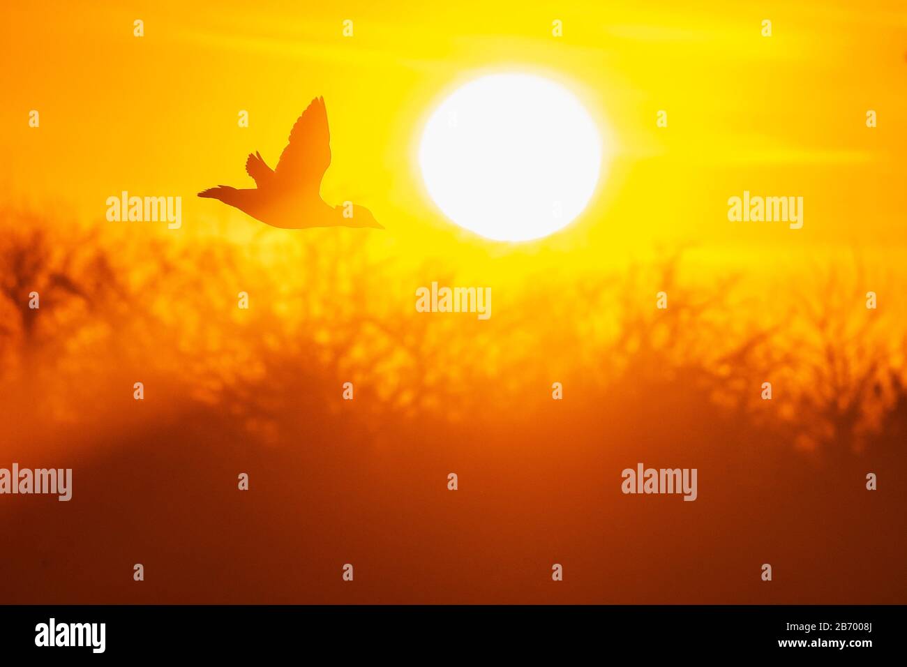 Bufflehead-Ente im Sonneneinstrahlung Flug Stockfoto