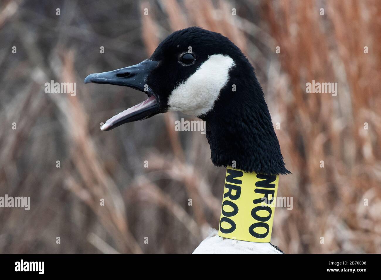 Canada Gans mit gelbem Nackenband Stockfoto