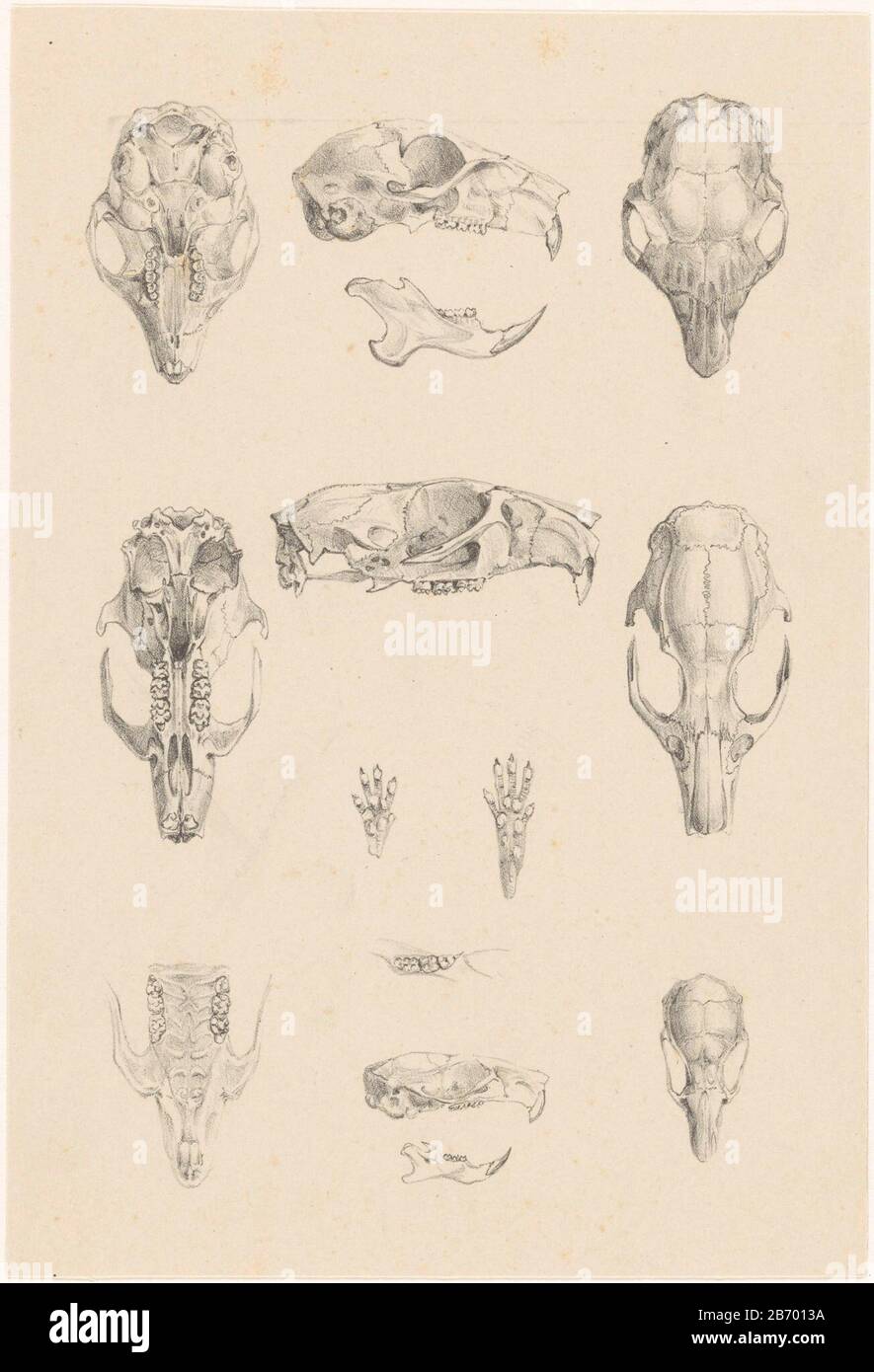 Knaagdierschedels Schädel- und Skelettuntersuchungen eines Hörnchens und zweier Muizen. Hersteller: Druckhersteller Theo van Hoytema Datum: CA. 1890 Material: Papiertechnik: Lithographie (Technik) Abmessungen: Blatt: H 206 mm × W 140 mmToelichtingPrent möglicherweise verwendet für: Weber, Max. Zoologische Ergebnisse einer Reise nach Englisch-Ost Indies. Leiden: 1890-1899, Abb. X. Thema: Nagetiere Stockfoto