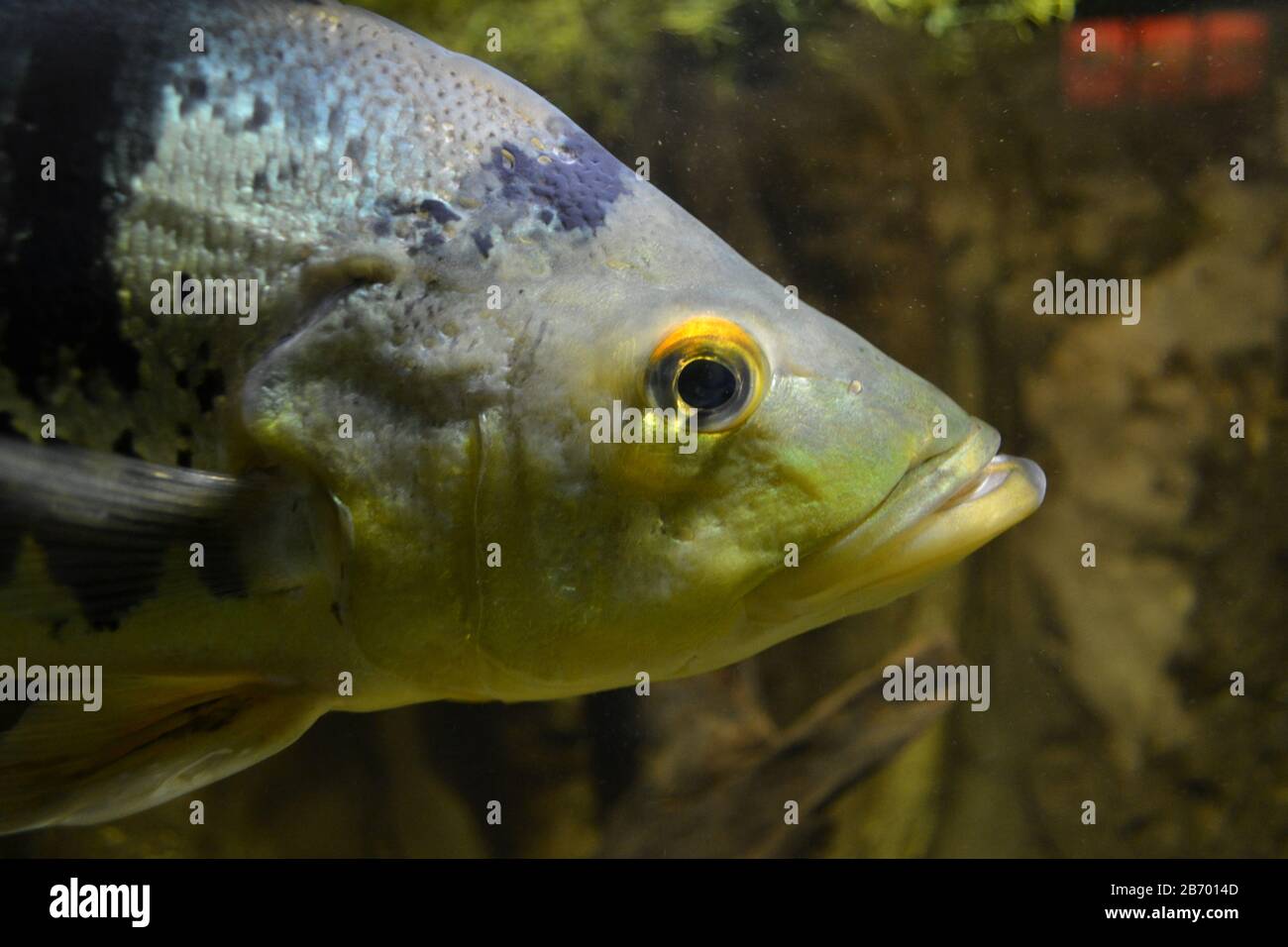 Schmetterling Pfau Bass, eine Art von Cichliden Stockfoto