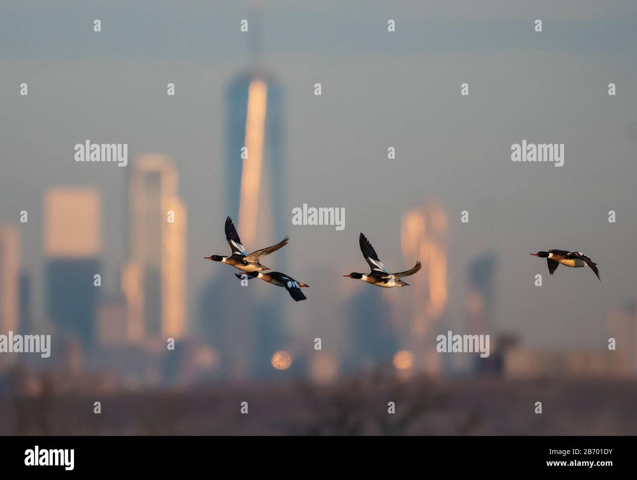 Rot-reihiger Merganser Flug gegen die Skyline von New York City Stockfoto