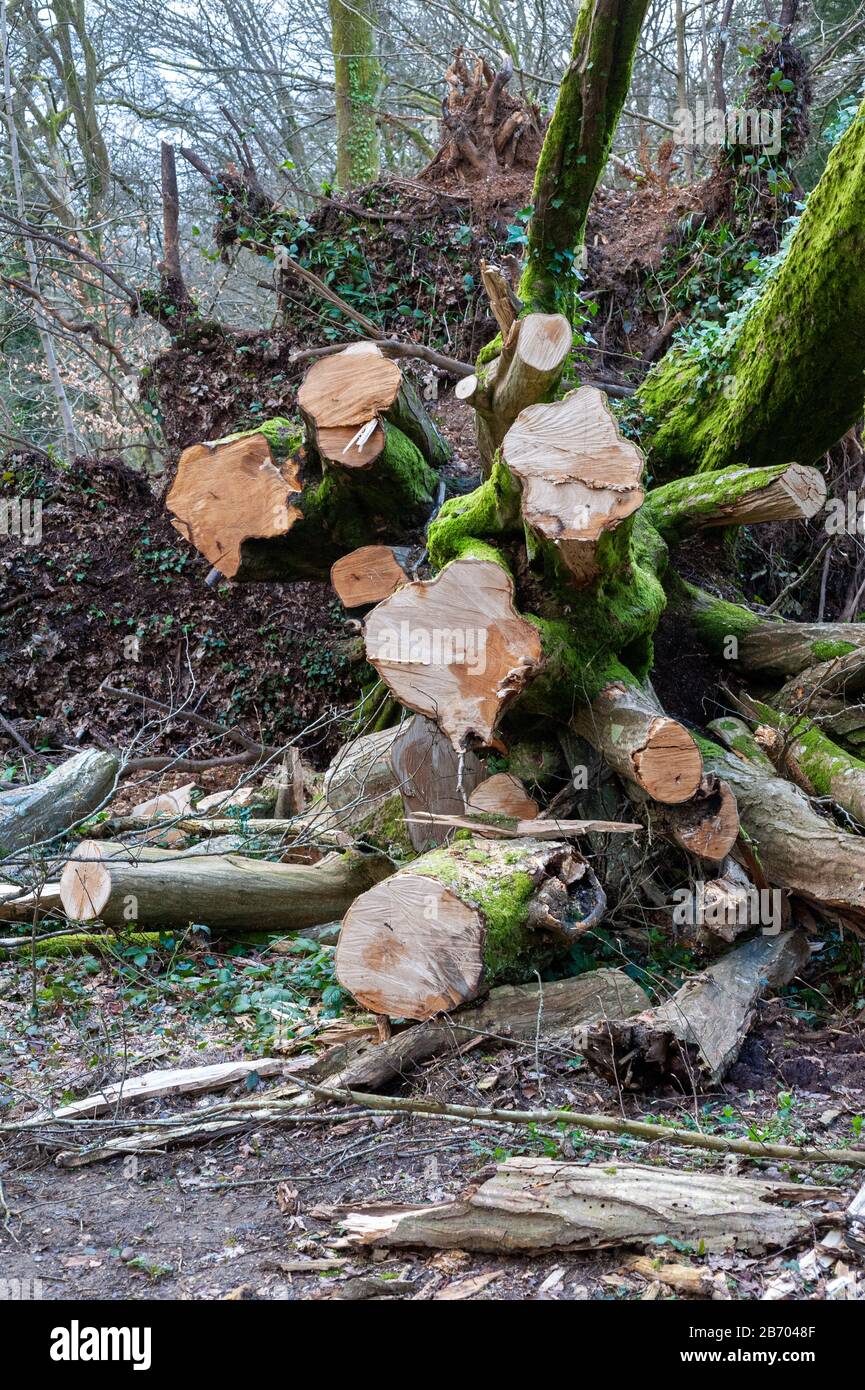 Stamm und Äste eines umgestürzten Baumes mit großer Wurzelkugel dahinter abgesägt Stockfoto