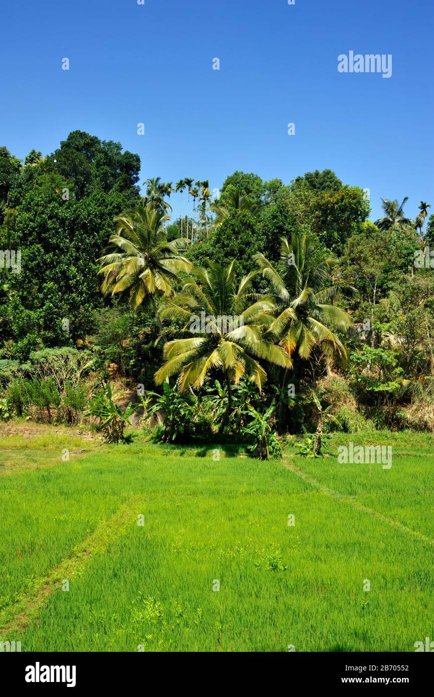 Sri Lanka, Central Province, Kandy, Reisfeld und Palmen Stockfoto