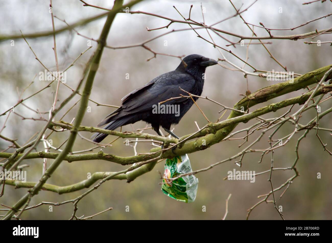 Eine Krähe mit einem knackigen Paket in Kensington Gardens, London, Großbritannien Stockfoto