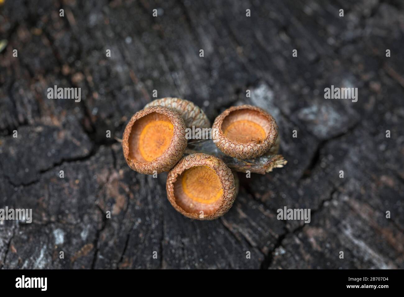 Die Eicheln fielen während der Herbstsaison in Nordflorida. Stockfoto