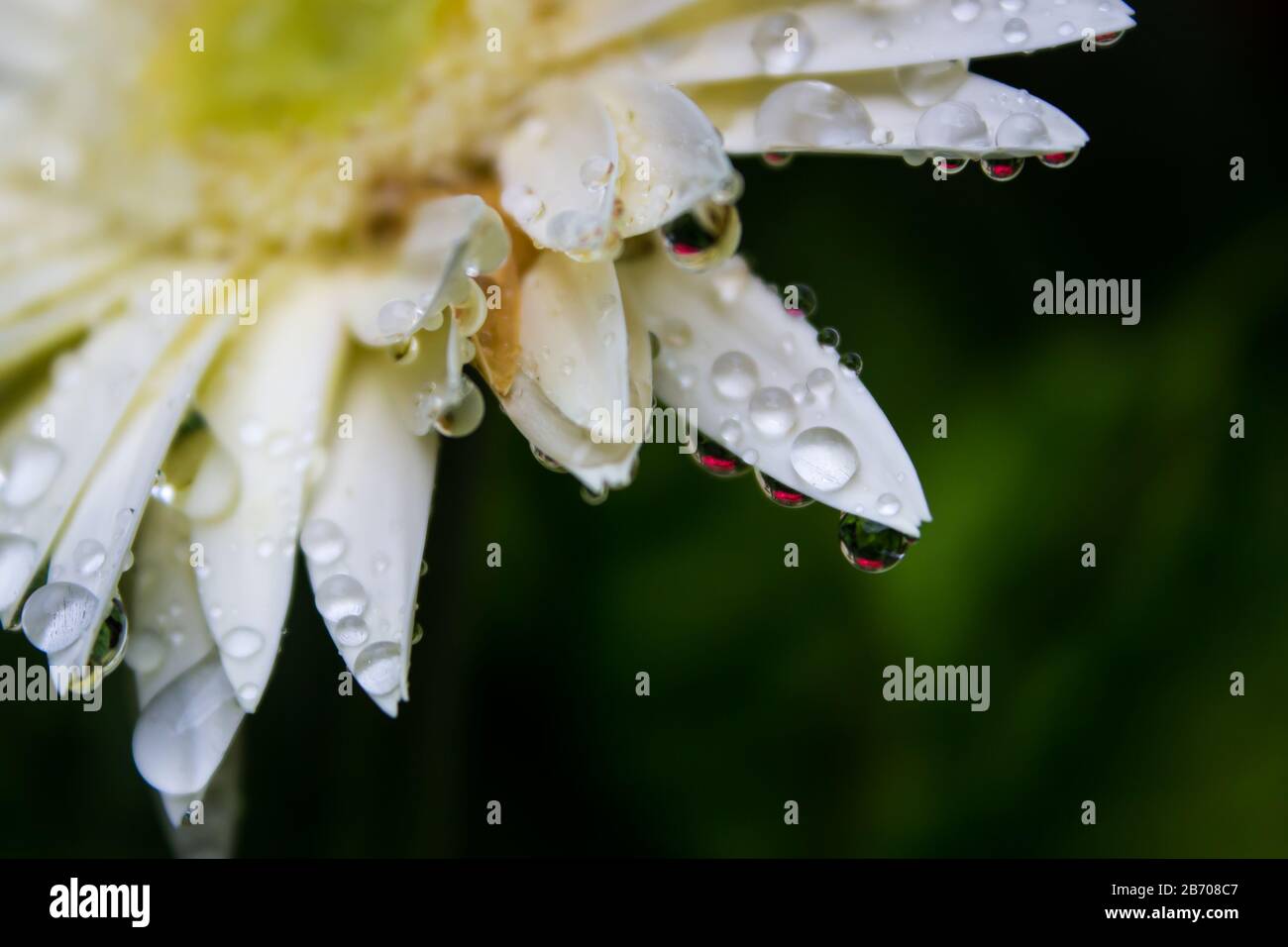 Tropfen auf die Kronblätter einer weißen Barberton Daisy, die eine rote Gänseblümchen in ihnen reflektiert Stockfoto