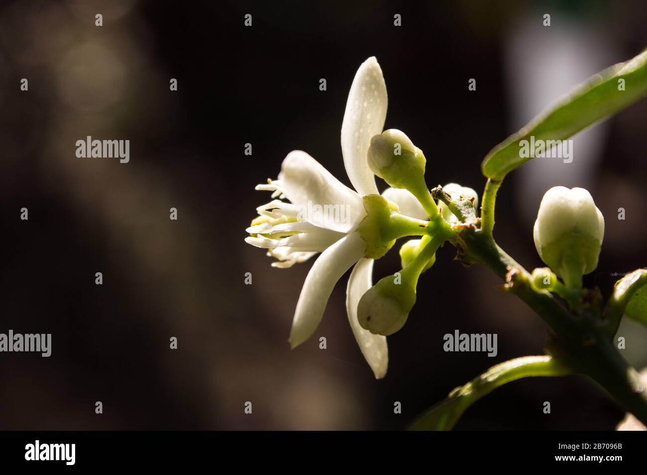 Rückansicht einer Kalkblume und Knospen mit dunklem Hintergrund Stockfoto Rückansicht einer Kalkblume und Knospen mit dunklem Hintergrund Stockfoto