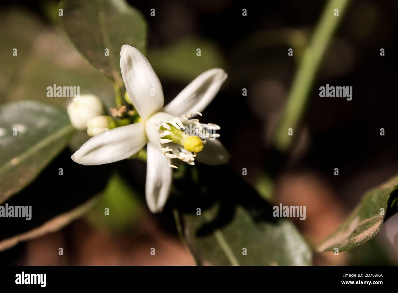 Ein einziger weißer Kalk blüht bei vollem Sonnenlicht Stockfoto Ein einziger weißer Kalk blüht bei vollem Sonnenlicht Stockfoto