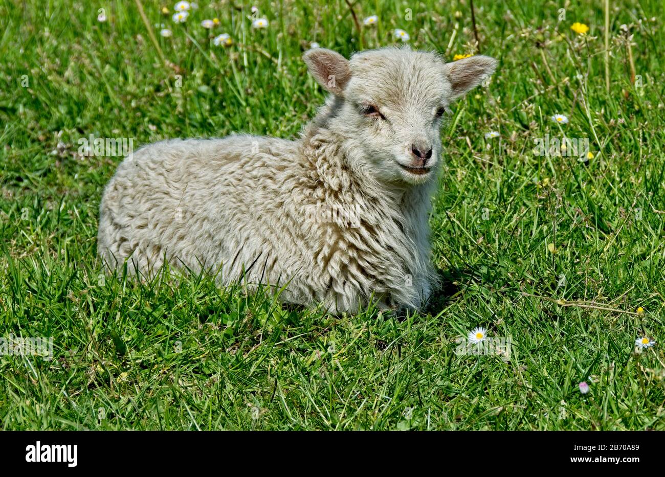 North Ronaldsay Lamb Stockfoto