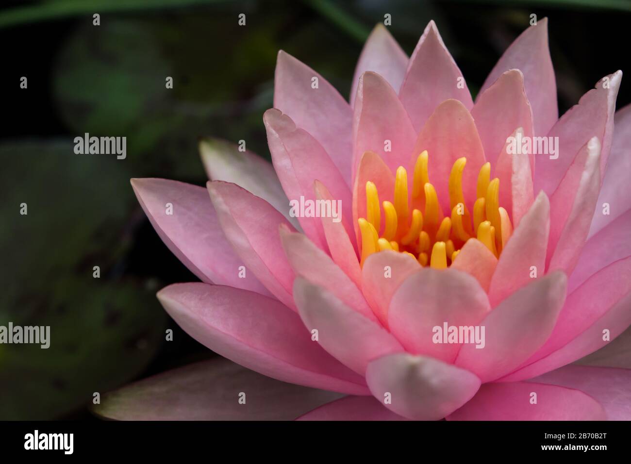 Nahaufnahme einer rosafarbenen Wasserlilie (Nymphaea) mit dunklem Hintergrund Stockfoto Nahaufnahme einer rosafarbenen Wasserlilie (Nymphaea) mit dunklem Hintergrund Stockfoto