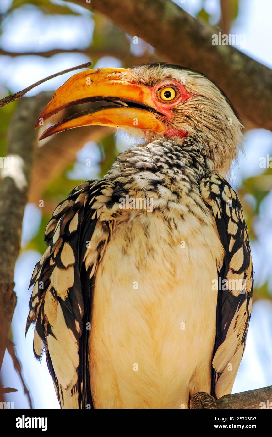 Südgelb-abgerechneter Hornbill im Kruger National Park, Südafrika Stockfoto