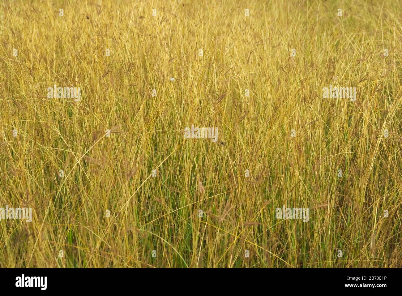 Hohes gelbes Gras auf einem nicht kultivierten Feld. Hintergrund der Vollformatsur. Stockfoto
