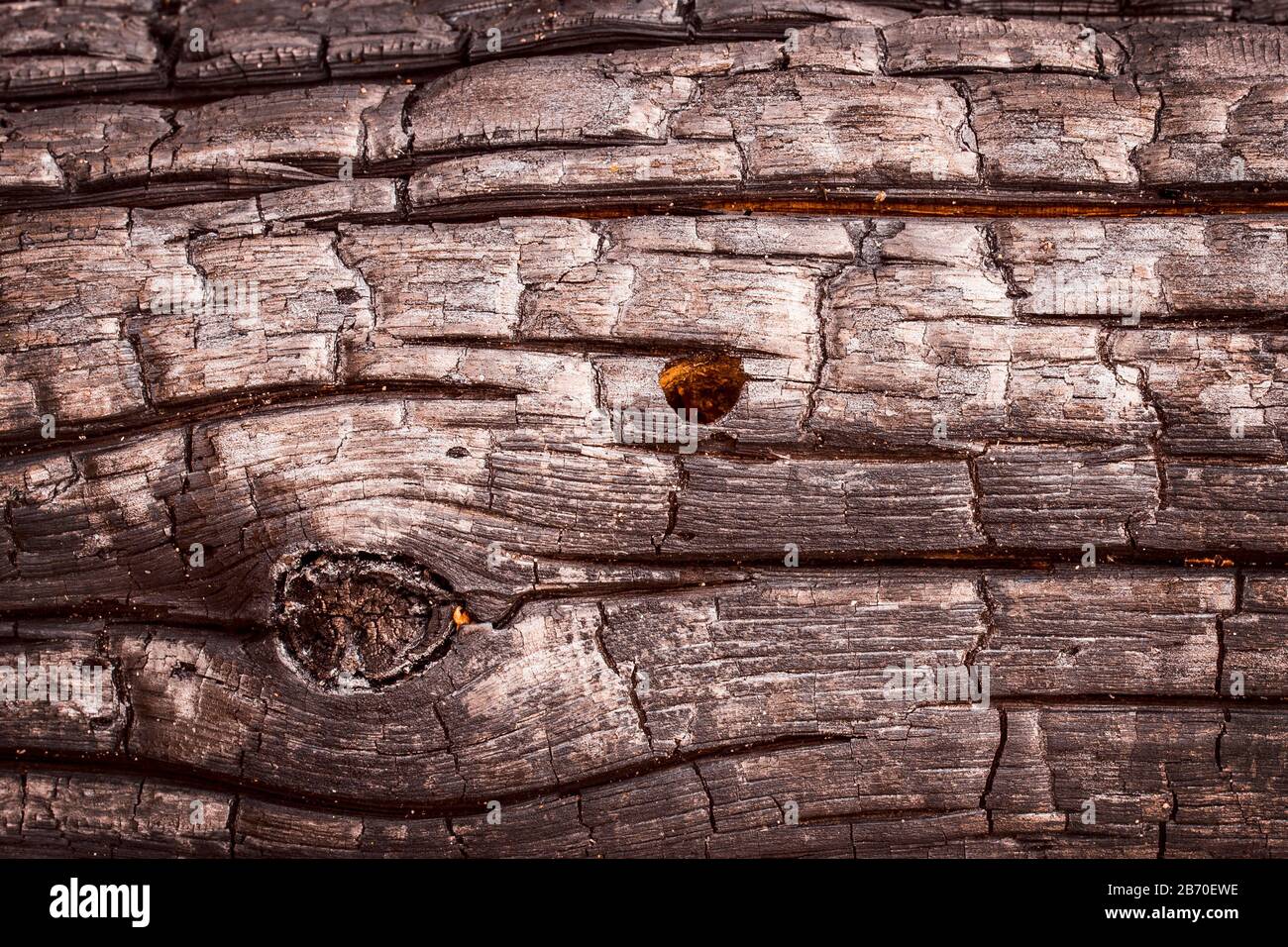 Helle Textur eines verhorchten Holzes ein interessanter natürlicher Hintergrund Stockfoto