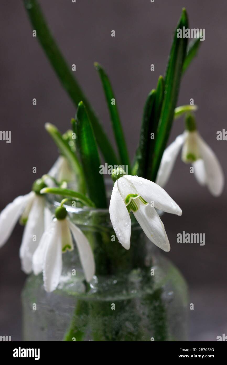 Blumenstrauß mit Schneefällen in einer Glasvase, Frühlings-Konzept. Stockfoto