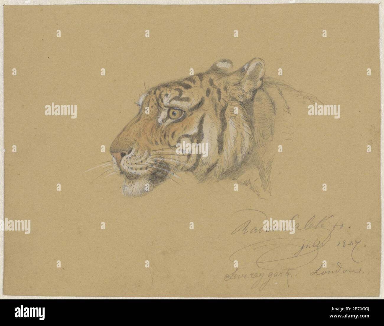 KOP van een Tijger Head of a Tiger Object Type: Drawing Watercolour Artikelnummer: RP-T 1989-251 Hersteller: Künstler: Räte Sarief Bastaman Saleh dating: Jul.7 Physikalische Merkmale: Bleistift und Pinsel in Farben, verstärkt mit Weiß, auf hellbraunem Papiermaterial: Bleistift Aquarelltechnik: Pinselmaße: H 169 mm × W 216 mm Betreff: Tiere der Beute, Raubtiere: Tiger (+ Kopf eines Tieres) Stockfoto