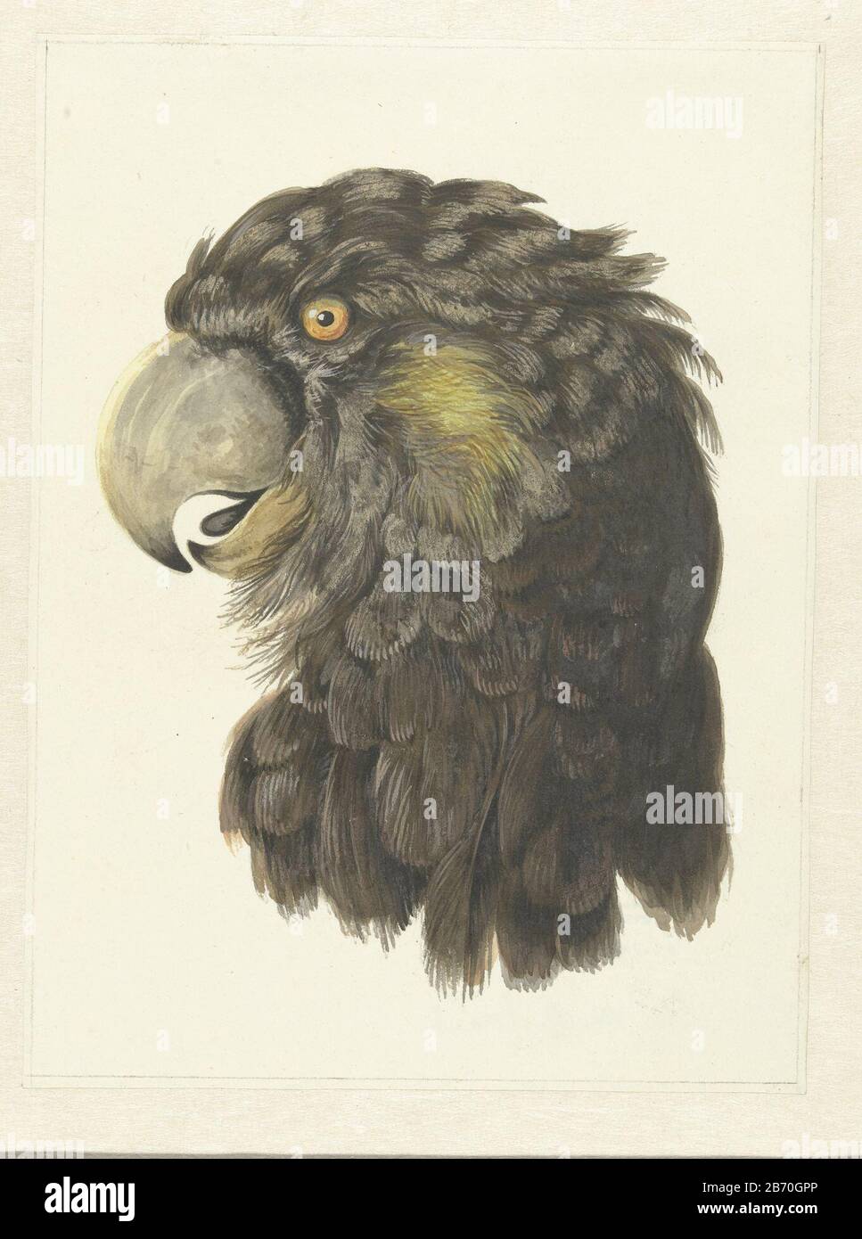 KOP van een kaketoe Papegaaienkop (titel op object) Brauner Kopf eines gelb-taillierten schwarzen Kakadus (Calyptorhynchus funereus oder Zanda funerea) aus dem östlichen Australië. Hersteller : Zeichner: Standaert Schouman dating: 1725 - 173 Physikalische Eigenschaften: Farbe des Wassers in Farbmaterial: Papiertechnik: AquarellerenToelichtingRP-T-1905-220 t/m 254: Fünfunddreißig Zeichnungen mit verschiedenen Vögeln und Affenarten. Auf einer davon: Histoire naturelle de viseaux d'Afrique par François Le voillant Exemple. Soignees. Betrifft: Ziervögel: Kakadus Stockfoto