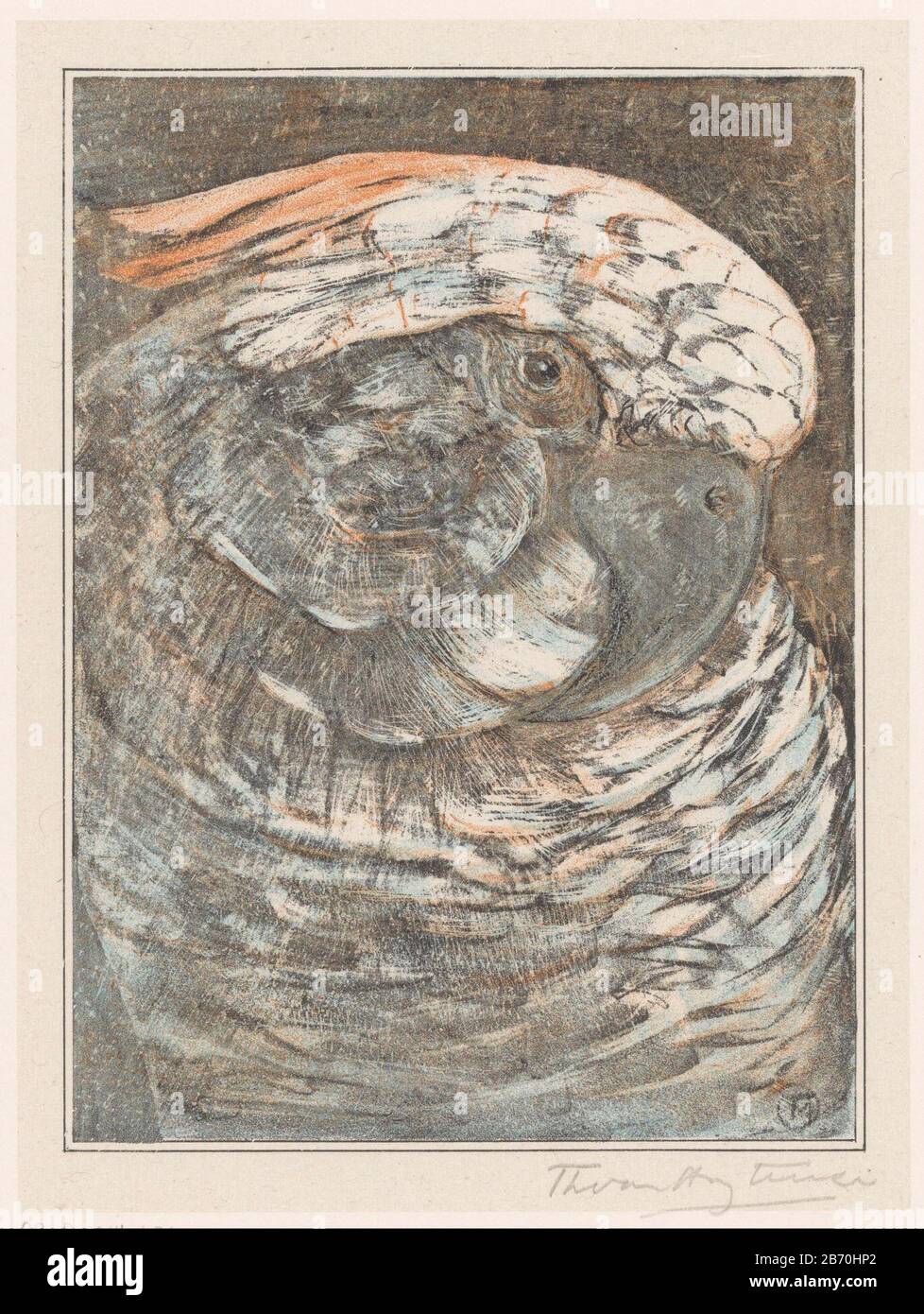 KOP van een papegaai Kopf eines Papageien-Objekttyps: Bild Artikelnummer: RP-P-1914-4740 Aufschriften / Marken: Sammlermarke, Verso, gestempelt: Lugt 2233 Hersteller: Druckhersteller Theo van Hoytema (persönlich unterzeichnet) Datum: 1878 - 1908 Physikalische Merkmale: Farblithograph auf Chinakollé; Proofing Material: Papierchine Collé Technik: Farblithograph (Prozess) Abmessungen: Bild: H 222 mm × W 168 mmblad: H 426 mm × W 303 mmToelichtingPrent ist ein Beweis für Kalenderblatt Dezember 1908. Betrifft: Ziervögel: Papagei Stockfoto