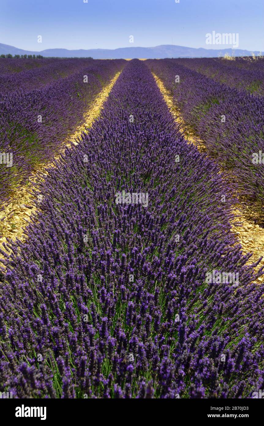 Lavendelfelder in Südfrankreich. Stockfoto